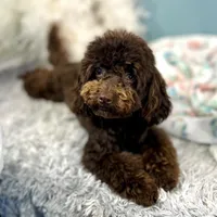 Shenanigans ~ Neutered, Vet Checked, Microchipped, Current Rabies, a male Cavapoo for sale in Humboldt, NE – 7 of 10