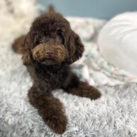 Shenanigans ~ Neutered, Vet Checked, Microchipped, Current Rabies, a male Cavapoo for sale in Humboldt, NE – 9 of 10