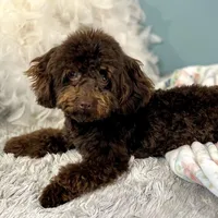 Shenanigans ~ Neutered, Vet Checked, Microchipped, Current Rabies, a male Cavapoo for sale in Humboldt, NE – 5 of 10