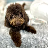Shenanigans ~ Neutered, Vet Checked, Microchipped, Current Rabies, a male Cavapoo for sale in Humboldt, NE – 6 of 10