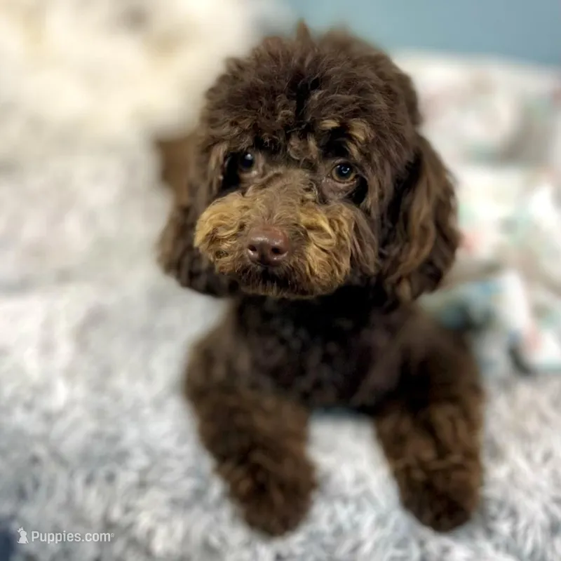 Shenanigans ~ Neutered, Vet Checked, Microchipped, Current Rabies – Cavapoo puppy for sale in Humboldt, NE