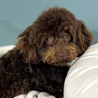 Shenanigans ~ Neutered, Vet Checked, Microchipped, Current Rabies, a male Cavapoo for sale in Humboldt, NE – 2 of 10