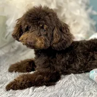 Shenanigans ~ Neutered, Vet Checked, Microchipped, Current Rabies, a male Cavapoo for sale in Humboldt, NE – 8 of 10
