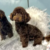 Shenanigans ~ Neutered, Vet Checked, Microchipped, Current Rabies, a male Cavapoo for sale in Humboldt, NE – 4 of 10