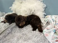 Shenanigans ~ Neutered, Vet Checked, Microchipped, Current Rabies, a male Cavapoo for sale in Humboldt, NE – 10 of 10
