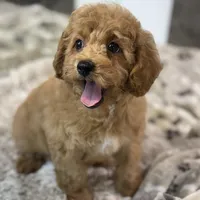 Chestnut * F1b * Vet Checked, Microchipped, Current Rabies, a male Cavapoo for sale in Humboldt, NE – Photo 3 of 10