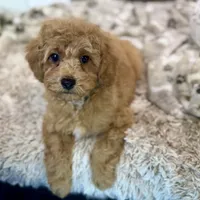 Chestnut * F1b * Vet Checked, Microchipped, Current Rabies, a male Cavapoo for sale in Humboldt, NE – Photo 4 of 10