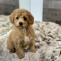 Chestnut * F1b * Vet Checked, Microchipped, Current Rabies, a male Cavapoo for sale in Humboldt, NE – Photo 5 of 10