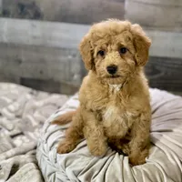 Chestnut * F1b * Vet Checked, Microchipped, Current Rabies, a male Cavapoo for sale in Humboldt, NE – Photo 8 of 10