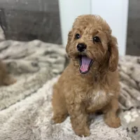 Chestnut * F1b * Vet Checked, Microchipped, Current Rabies, a male Cavapoo for sale in Humboldt, NE – Photo 6 of 10