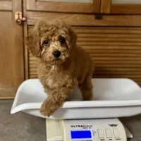 Chestnut * F1b * Vet Checked, Microchipped, Current Rabies, a male Cavapoo for sale in Humboldt, NE – Photo 7 of 10