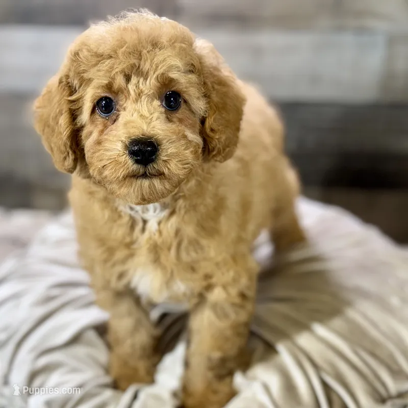 Chestnut * F1b * Hypoallergenic