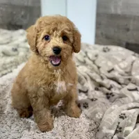 Chestnut * F1b * Vet Checked, Microchipped, Current Rabies, a male Cavapoo for sale in Humboldt, NE – Photo 2 of 10