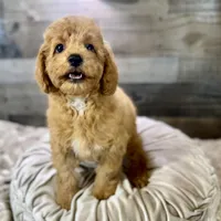 Chestnut * F1b * Vet Checked, Microchipped, Current Rabies, a male Cavapoo for sale in Humboldt, NE – Photo 10 of 10