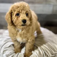 Chestnut * F1b * Vet Checked, Microchipped, Current Rabies, a male Cavapoo for sale in Humboldt, NE – Photo 9 of 10