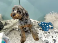 Sage, a male Cavapoo for sale in Humboldt, NE – 4 of 6
