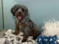 Sage, a male Cavapoo for sale in Humboldt, NE – 6 of 6