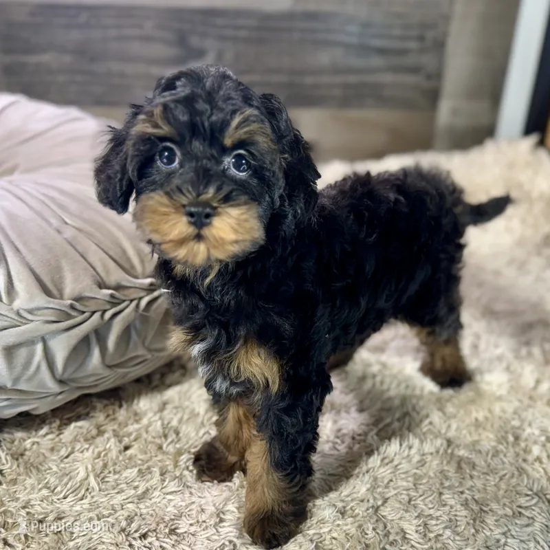 Cardamom * F1b * Hypoallergenic