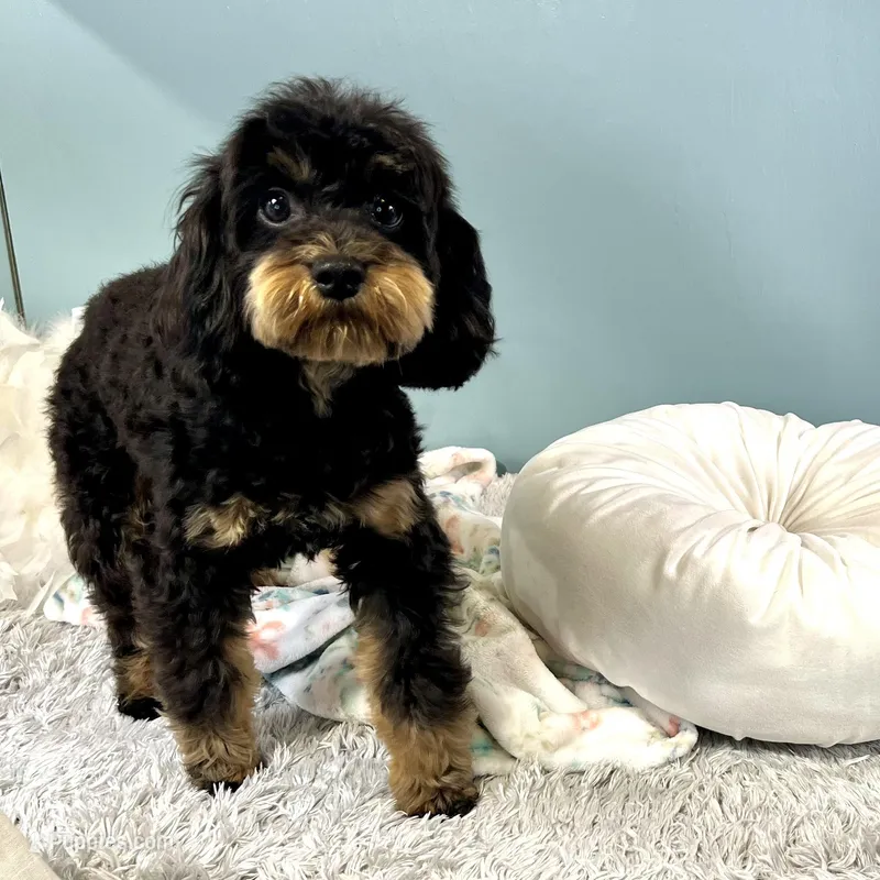 Firecracker ~ Vet Checked, Microchipped, Current Rabies – Cavapoo puppy on hold in Humboldt, NE