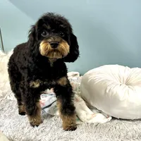 Firecracker ~ Vet Checked, Microchipped, Current Rabies, a female Cavapoo for sale in Humboldt, NE – 1 of 10