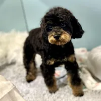 Firecracker ~ Vet Checked, Microchipped, Current Rabies, a female Cavapoo for sale in Humboldt, NE – 3 of 10