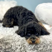 Firecracker ~ Vet Checked, Microchipped, Current Rabies, a female Cavapoo for sale in Humboldt, NE – 5 of 10
