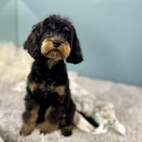 Firecracker ~ Vet Checked, Microchipped, Current Rabies, a female Cavapoo for sale in Humboldt, NE – 4 of 10