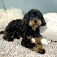 Firecracker ~ Vet Checked, Microchipped, Current Rabies, a female Cavapoo for sale in Humboldt, NE – 9 of 10