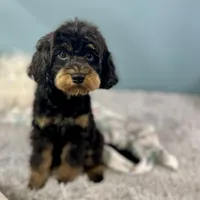 Firecracker ~ Vet Checked, Microchipped, Current Rabies, a female Cavapoo for sale in Humboldt, NE – 8 of 10