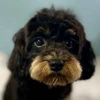 Firecracker ~ Vet Checked, Microchipped, Current Rabies, a female Cavapoo for sale in Humboldt, NE – 2 of 10