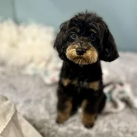 Firecracker ~ Vet Checked, Microchipped, Current Rabies, a female Cavapoo for sale in Humboldt, NE – 7 of 10