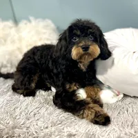 Firecracker ~ Vet Checked, Microchipped, Current Rabies, a female Cavapoo for sale in Humboldt, NE – 10 of 10