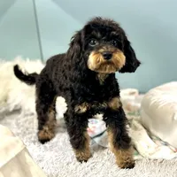 Firecracker ~ Vet Checked, Microchipped, Current Rabies, a female Cavapoo for sale in Humboldt, NE – 6 of 10