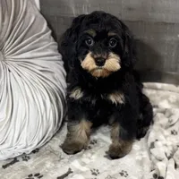 Firecracker * F1 * Transport Options, a female Cavapoo for sale in Humboldt, NE – Photo 3 of 10