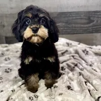 Firecracker * F1 * Transport Options, a female Cavapoo for sale in Humboldt, NE – Photo 5 of 10