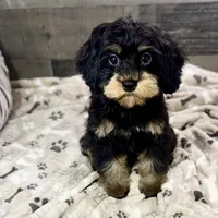 Firecracker * F1 * Transport Options, a female Cavapoo for sale in Humboldt, NE – Photo 2 of 10