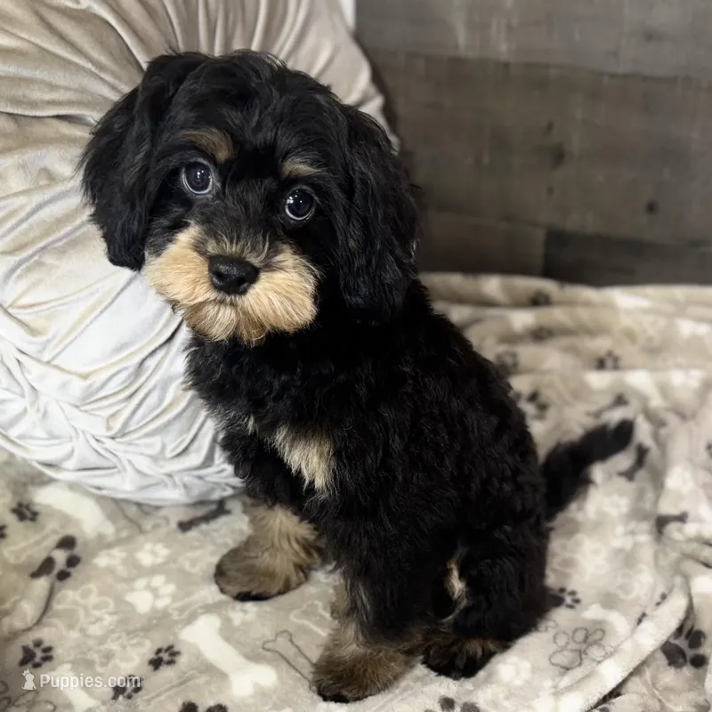 Firecracker * F1 * Transport Options