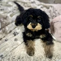 Firecracker * F1 * Transport Options, a female Cavapoo for sale in Humboldt, NE – Photo 8 of 10