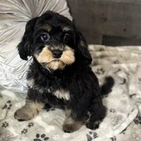 Firecracker * F1 * Transport Options, a female Cavapoo for sale in Humboldt, NE – Photo 6 of 10