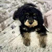 Firecracker * F1 * Transport Options, a female Cavapoo for sale in Humboldt, NE – Photo 9 of 10