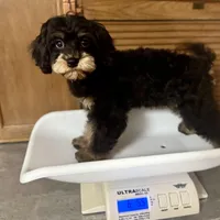 Firecracker * F1 * Transport Options, a female Cavapoo for sale in Humboldt, NE – Photo 10 of 10