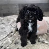 Glitterbug * F1 * Transport Options, a female Cavapoo for sale in Humboldt, NE – Photo 4 of 10