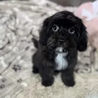 Glitterbug * F1 * Transport Options, a female Cavapoo for sale in Humboldt, NE – Photo 3 of 10