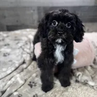 Glitterbug * F1 * Vet Checked, Microchipped, Current Rabies, a female Cavapoo for sale in Humboldt, NE – Photo 6 of 10