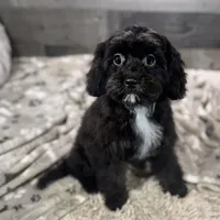 Glitterbug * F1 * Transport Options, a female Cavapoo for sale in Humboldt, NE – Photo 5 of 10