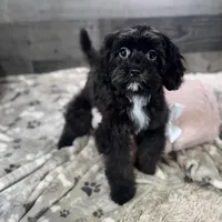 Glitterbug * F1 * Vet Checked, Microchipped, Current Rabies, a female Cavapoo for sale in Humboldt, NE – Photo 1 of 10