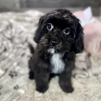 Glitterbug * F1 * Transport Options, a female Cavapoo for sale in Humboldt, NE – Photo 8 of 10