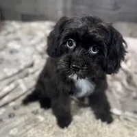 Glitterbug * F1 * Vet Checked, Microchipped, Current Rabies, a female Cavapoo for sale in Humboldt, NE – Photo 7 of 10