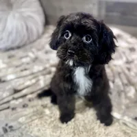 Glitterbug * F1 * Vet Checked, Microchipped, Current Rabies, a female Cavapoo for sale in Humboldt, NE – Photo 9 of 10