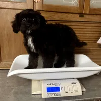 Glitterbug * F1 * Vet Checked, Microchipped, Current Rabies, a female Cavapoo for sale in Humboldt, NE – Photo 10 of 10